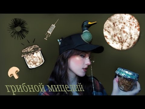 Видео: Как вырастить грибной мицелий /Простой способ выращивания мицелия/ shrooming