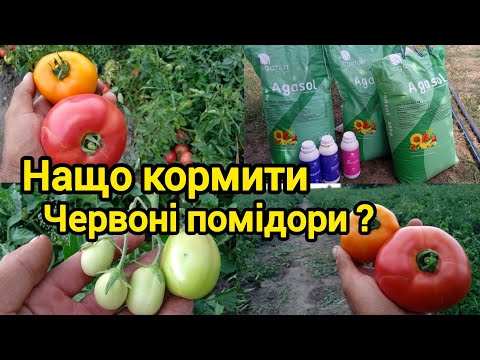 Видео: Чому не розвивається верхня китиця томатів? Живлення!