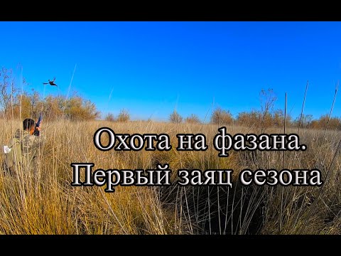 Видео: Охота на фазана 5 ноября 2023 года. Коллективный выезд. Добыт первый заяц этого сезона.
