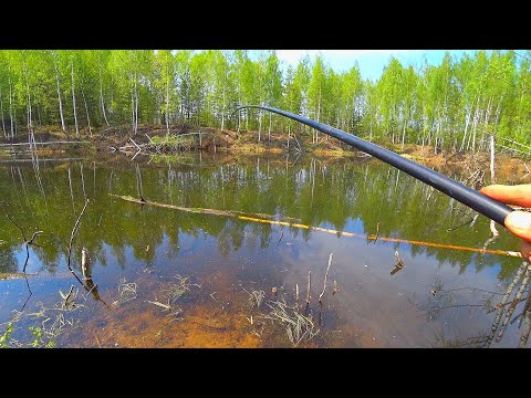 Видео: СТРАШИЛИЩА из ЛЕСНОЙ ЛУЖИ! Рыбалка в затопленном овраге. Ловля ротана на БОКОВОЙ КИВОК!