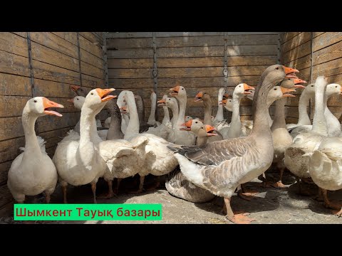 Видео: Шымкент тауық бағалары 24.08.25ж