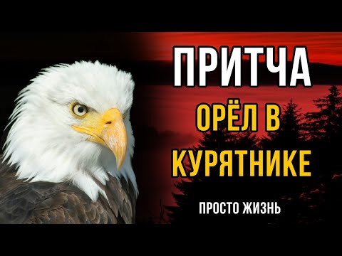 Видео: Орел в курятнике! Мудрая притча про окружение.