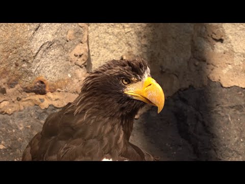 Видео: В.В. Спицин: редчайшие виды и большое сердце