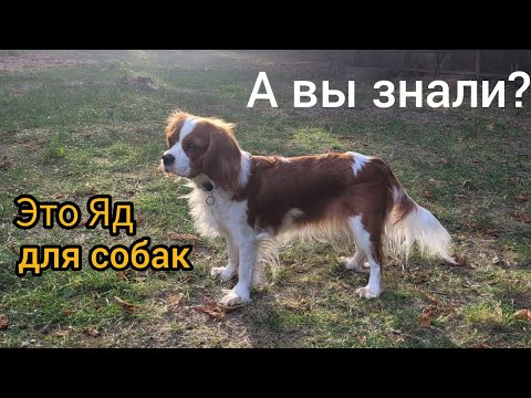 Видео: Каштаны опасны для собак/#dog #собака #кавалеркингчарльзспаниель