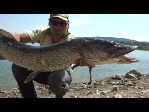 Видео: Ловля на живца.Ловля на резинку, с берега.2о18.