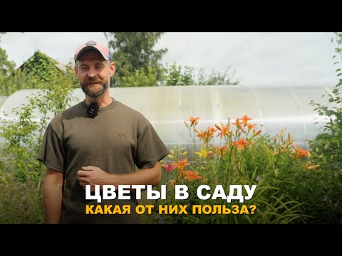 Видео: КАКИЕ ЦВЕТЫ ПОСАДИТЬ В ОГОРОДЕ? Сажаем не только для красоты, но и с пользой для участка!
