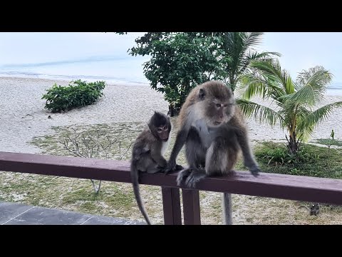 Видео: Отель Siam Beach Resort. 2023. Пляж Lonely Beach, Таиланд, остров Чанг