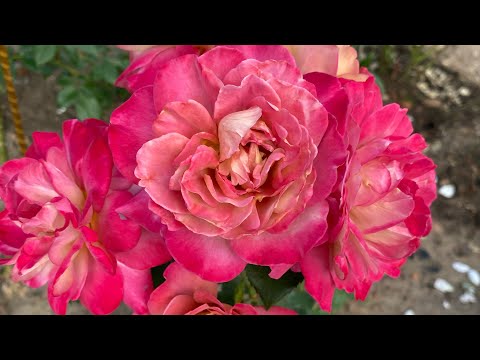Видео: ЦВЕТЕНИЕ РОЗ 2021. НОВЫЕ ОФИГЕННЫЕ СОРТА 👍👍👍❤️❤️❤️😎