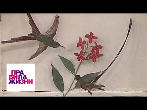Видео: Правила жизни. Эфир от 22.03.19 / Телеканал Культура