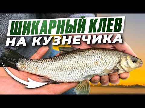 Видео: ЧТО  ЗА КЛЕВ. РЫБАЛКА УДАЛАСЬ. НАЖИВКА КУЗНЕЧИК.FISHING ON THE RIVER. GREAT BITE. ONE AFTER ANOTHER.