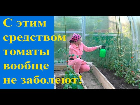 Видео: Как спасти томаты от болезней