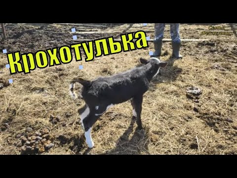 Видео: Самый маленький телёнок. Будни в деревне/ Семья Фетистовых