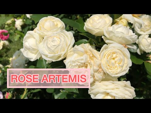 Видео: Роза #1 среди белых роз в моём саду | Rose Artemis