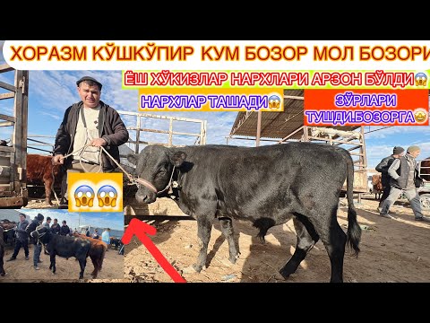 Видео: ХОРАЗМ КЎШКЎПИР КУМ БОЗОР МОЛ БОЗОРИ ЁШ ХЎКИЗЛАР НАРХЛАРИ ЗЎРЛАРИ ТУШДИ БУГУН 24-октября 2024 г..