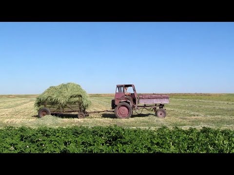 Видео: Трактор Т-16  РУЛИТ! Уборка сена!