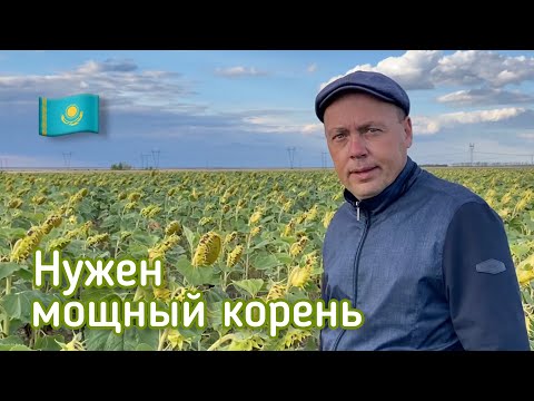 Видео: Подсолнечник появился в севообороте ради крупной корневой системы