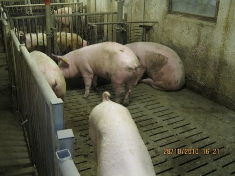 Видео: СОДЕРЖАНИЕ И КОРМЛЕНИЕ РЕМОНТНЫХ СВИНОМАТОК// бизнес на свиньях