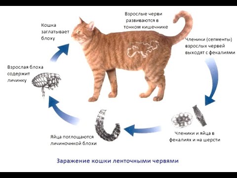 Видео: Глисты у котов и собак как травить с какого возраста и чем