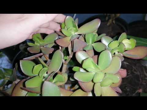 Видео: Декабрь 2021г. Комнатные цветы на даче. Зимовка.