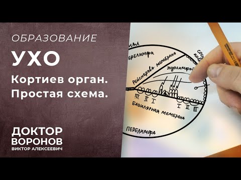 Видео: Кортиев орган. Простая шпаргалка. Внутреннее ухо.