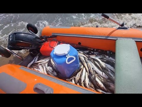 Видео: Это место рыбаки любят,но только один раз в год.