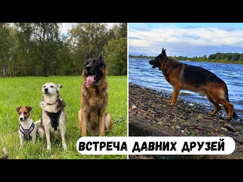 Видео: ВСТРЕЧА ДАВНИХ ДРУЗЕЙ [влог] - к Гранду в гости приехала Тори и Дина