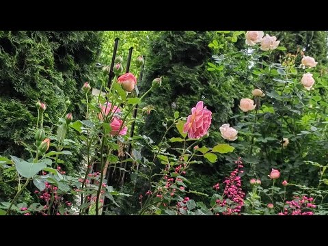 Видео: Розы в маленьком саду 14 июня 2025 года