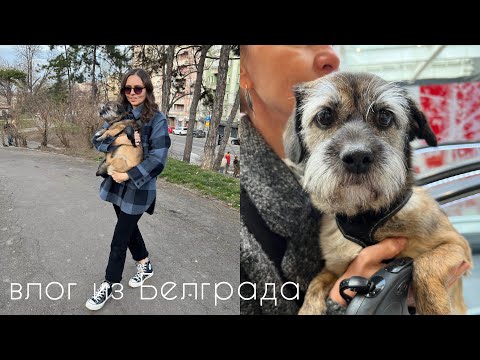 Видео: Белградский влог I наслаждаемся весенним городом