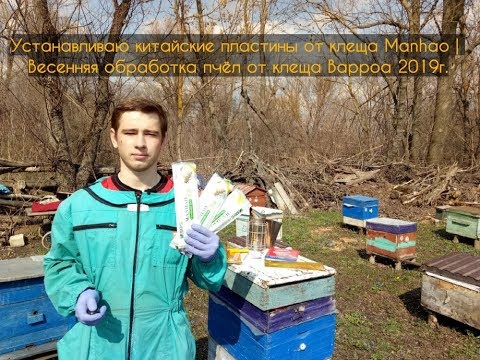 Видео: Устанавливаю китайские пластины от клеща Manhao | Весенняя обработка пчёл от клеща Варроа