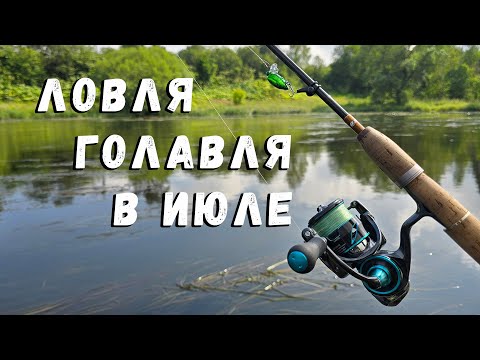 Видео: Ловля голавля в июле