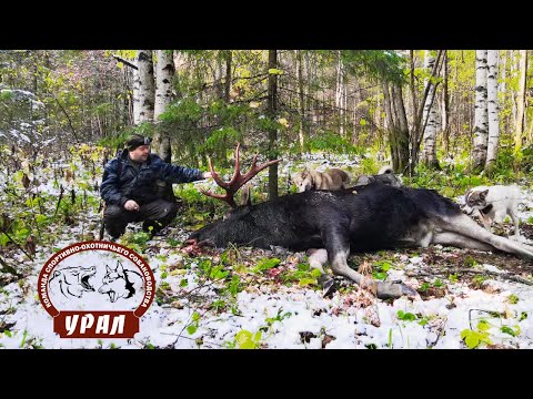 Видео: Охотничьи собаки: породы западносибирская лайка