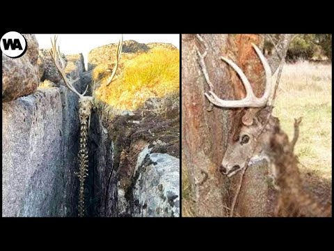 Видео: Животные, Которые Застряли В Текстурах