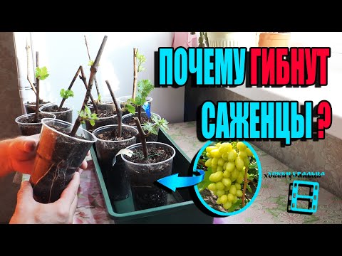Видео: ПРАВИЛА ВЫРАЩИВАНИЯ  САЖЕНЦЕВ ВИНОГРАДА В ДОМАШНИХ УСЛОВИЯХ. СЕВЕРНЫЙ ВИНОГРАДНИК 22-9