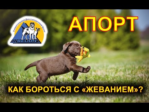 Видео: Апорт - шаг третий! Как научить собаку не жевать апорт?