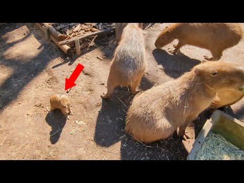 Видео: [Детеныши капибары] 10-дневные тройняшки! Хорошо едят! Ленивые! Принимает ванну!