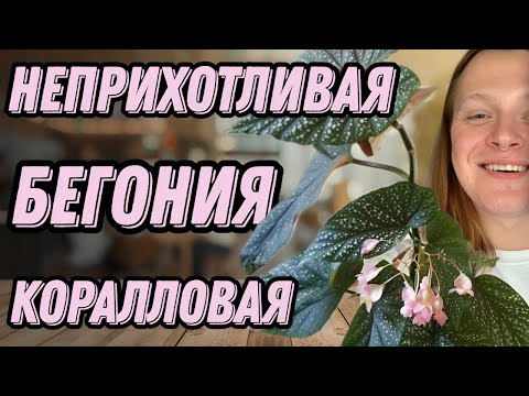 Видео: ВСЕ, ЧТО НАДО ЗНАТЬ О БЕГОНИИ КОРАЛЛОВОЙ.