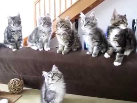 Видео: Синхронизированные котята мейн-кун