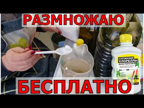 Видео: Удобрение на всю жизнь- легко, доступно, дешево для всех растений. Размножаем сами