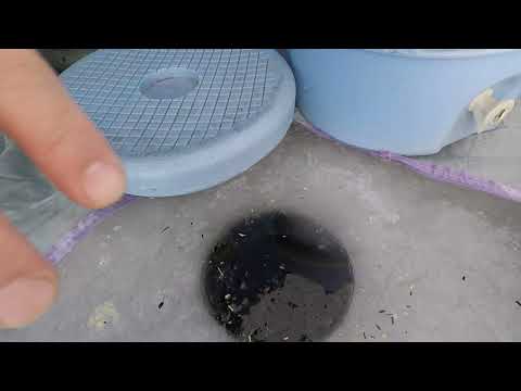 Видео: Шабақ балық аулау(живец)