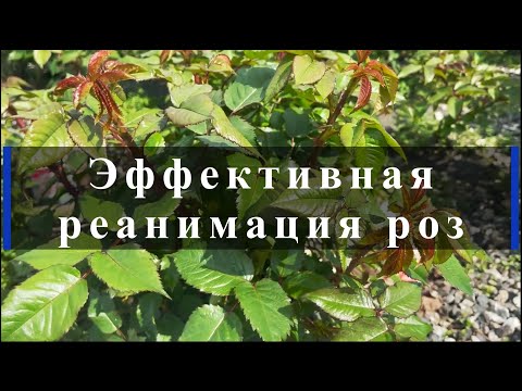 Видео: Эффективная реанимация роз. Питомник растений Е. Иващенко
