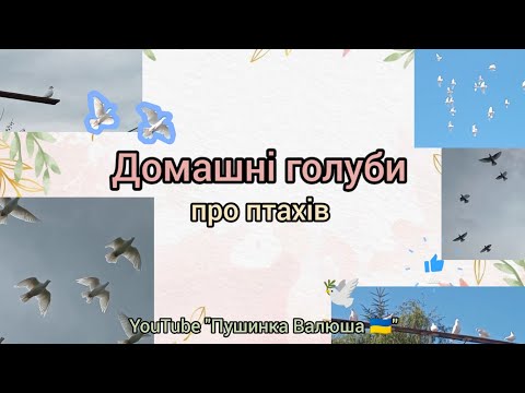 Видео: Про домашніх голубів 🕊️ | для чого їх розводять | види | цікаві факти 👍💞