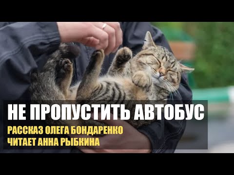 Видео: Большой старый кот сидел на автобусной остановке. И лишь одна маленькая девочка его заметила