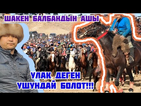 Видео: Ала Бука/ Шакен балбандын ашы/ Таза Улак ушундай болот!!!