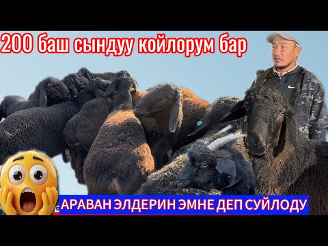 Видео: ТАЛАСТАН КОЙЛОР КЕЛДИ АРАВАНГА ДААРЫЛЫКА СУТТУУ ЭЧКИ БАР 23.10.25ж КОРГУЛО КЫЗЫКТУУ