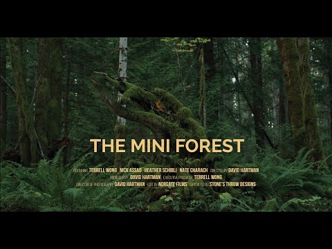 Видео: МИНИ-ЛЕС — Ревайлдинг по методу Мияваки