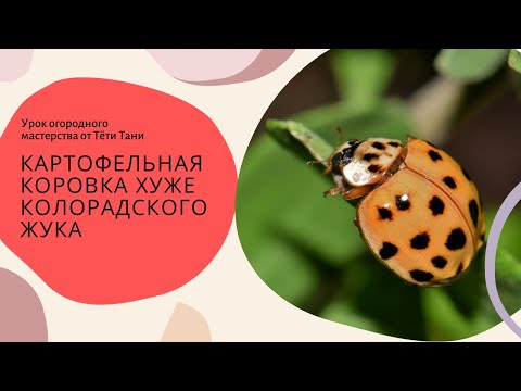 Видео: 927. Картофельная коровка...хуже колорадского жука ...