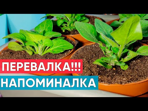 Видео: А вы уже перевалили ваши ампельные петунии? Простая и проверенная методика перевалки петуний