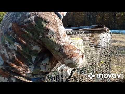 Видео: Охота с лайками: натаска щенка по следу