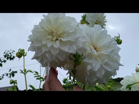 Видео: ЕНИДАН УТИБ КЕТИБ БУЛМАЙДИ !!!…🌺🌿🪴😊