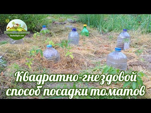 Видео: Квадратно-гнездовой способ посадки томатов.